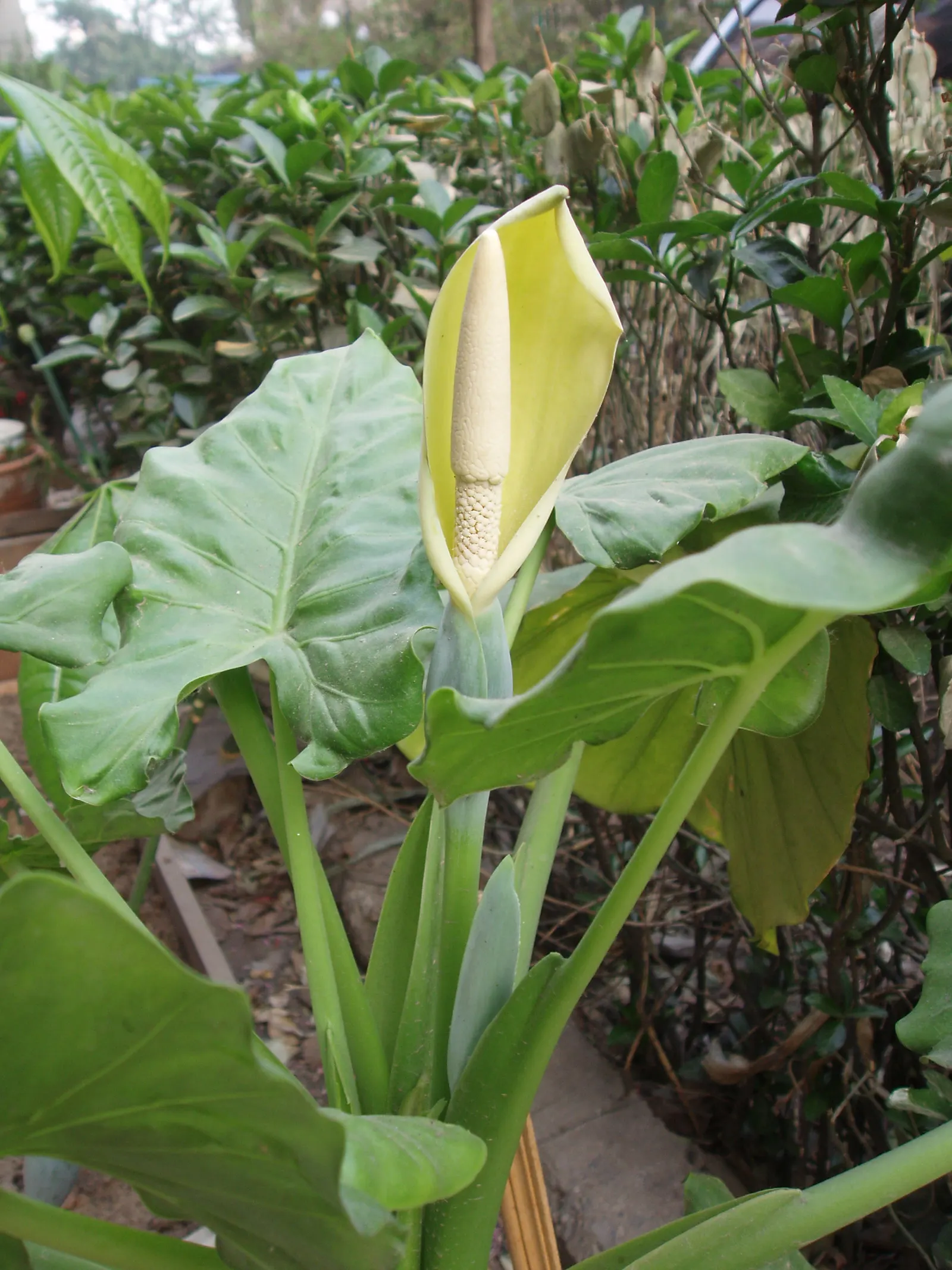 Giant Taro (Alocasia Macrorrhizos) — Its robust stems can tower to heights of around 8-15 feet; ample space is necessary to accommodate its sizable, image 75