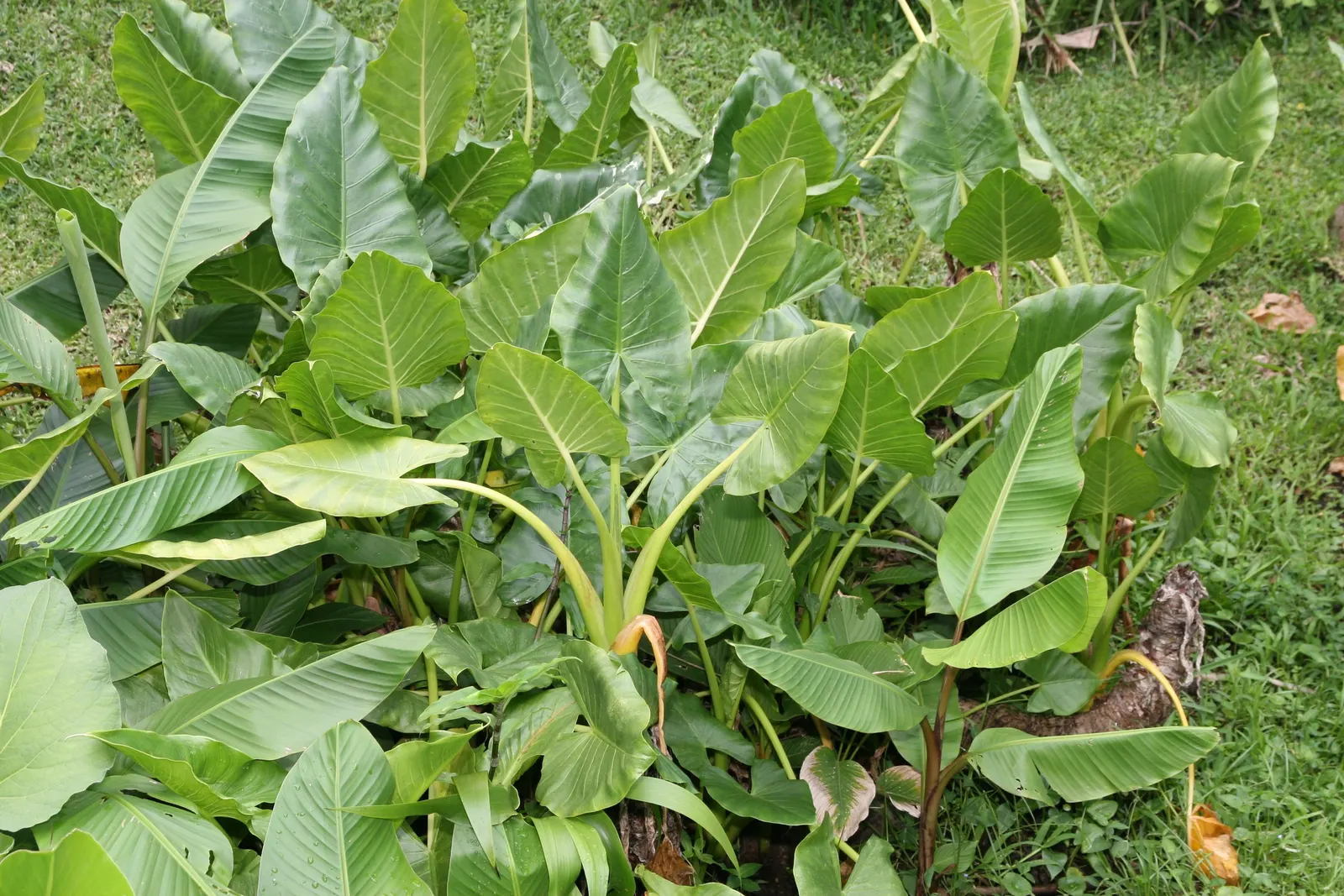 Giant Taro (Alocasia Macrorrhizos) — The deep green foliage is held aloft on sturdy; these can span up to 3-6 feet in length, adding a lush, dramatic touch to