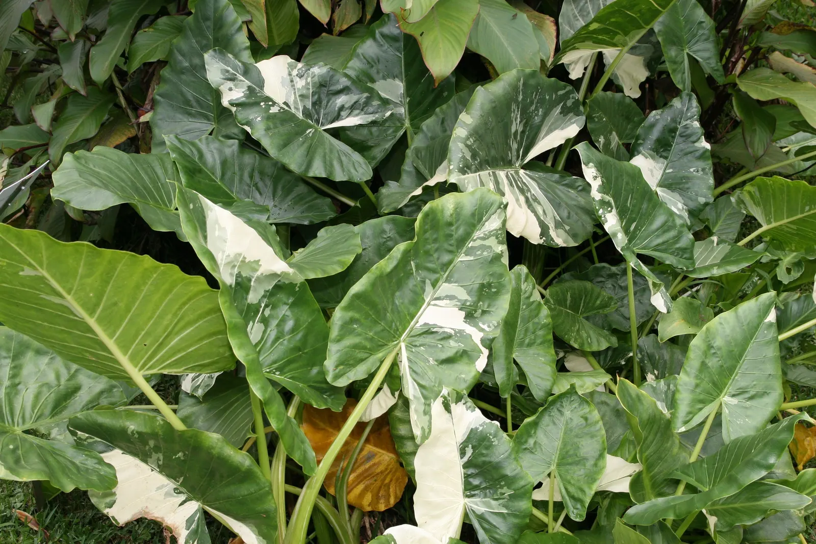 Giant Taro (Alocasia Macrorrhizos) — is a commanding tropical perennial that can serve as an impressive focal point in any garden setting; thrives, image 56