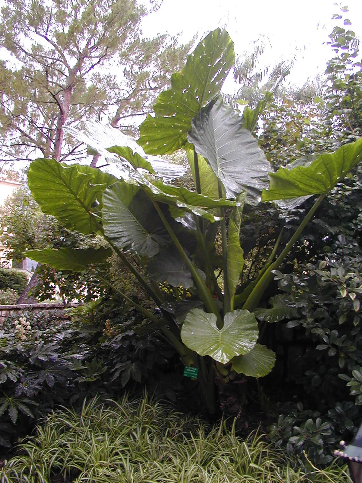 Giant Taro (Alocasia Macrorrhizos) — commonly known as the Giant Taro or Upright Elephant Ear; green and multi-colored and white flowers in the garden
