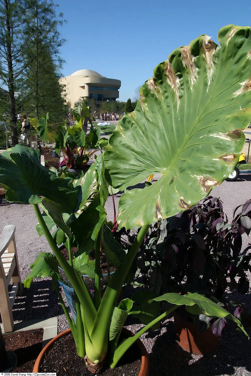 Giant Taro (Alocasia Macrorrhizos) — Its robust stems can tower to heights of around 8-15 feet; ample space is necessary to accommodate its sizable, image 51