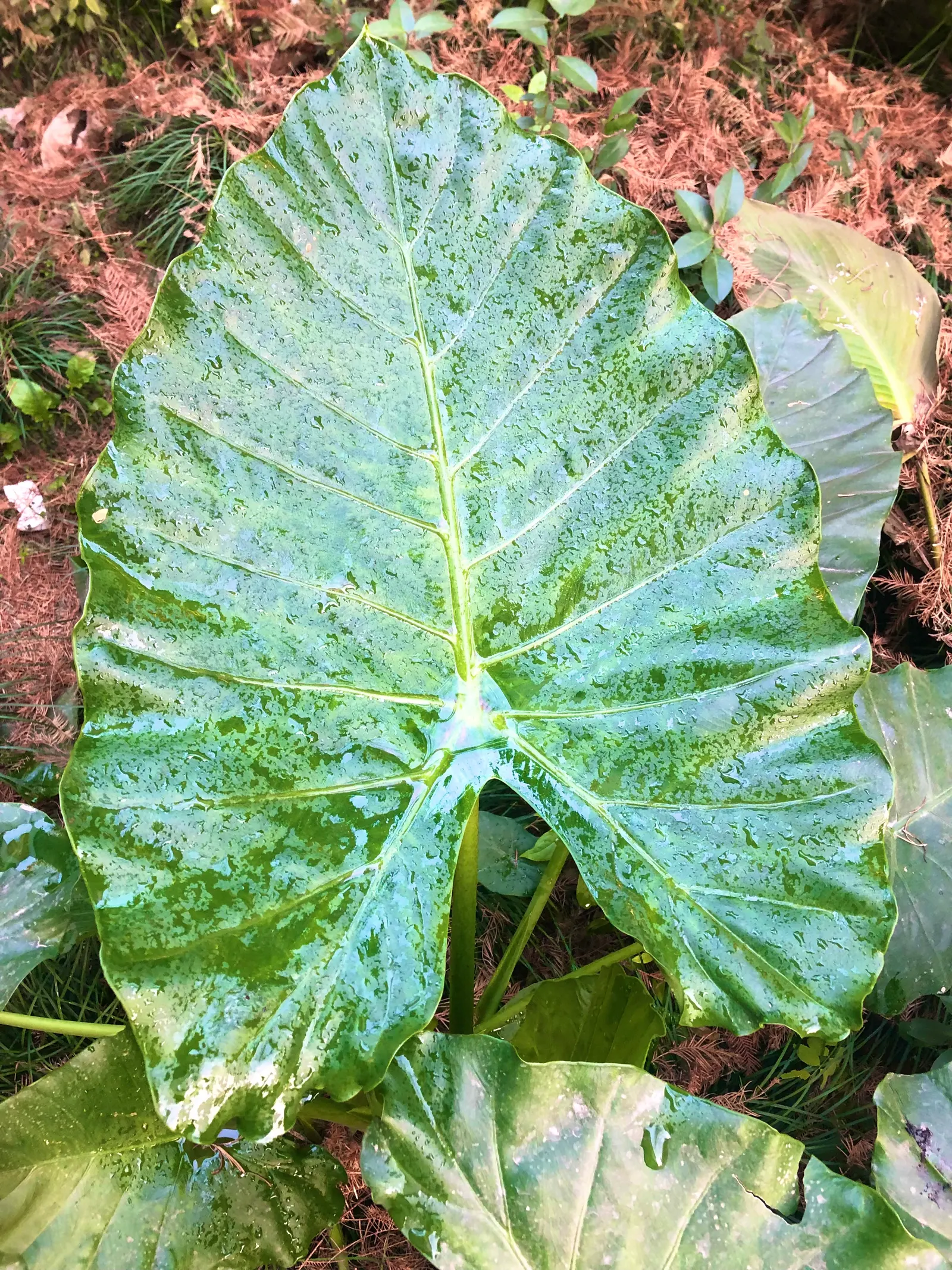 Giant Taro (Alocasia Macrorrhizos) — Its robust stems can tower to heights of around 8-15 feet