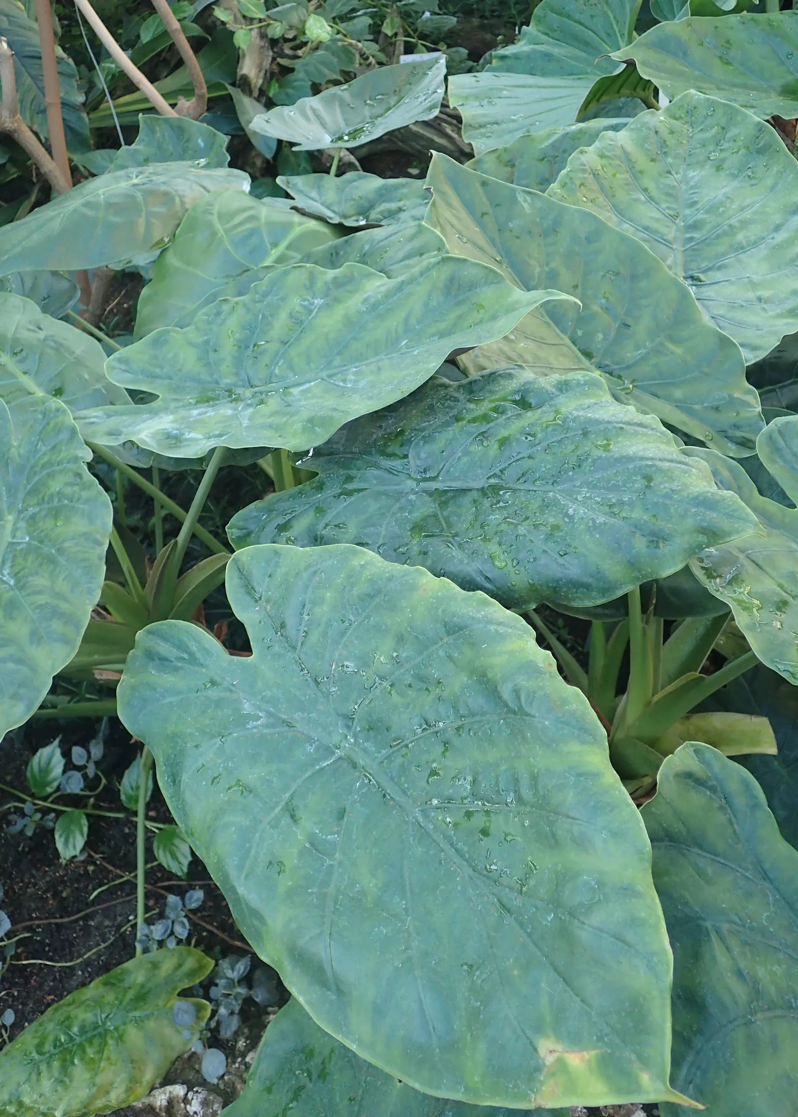 Giant Taro (Alocasia Macrorrhizos) — giving this plant a statuesque presence.<br><br>Native to rainforests in Southeast Asia and Australia; as, image 61