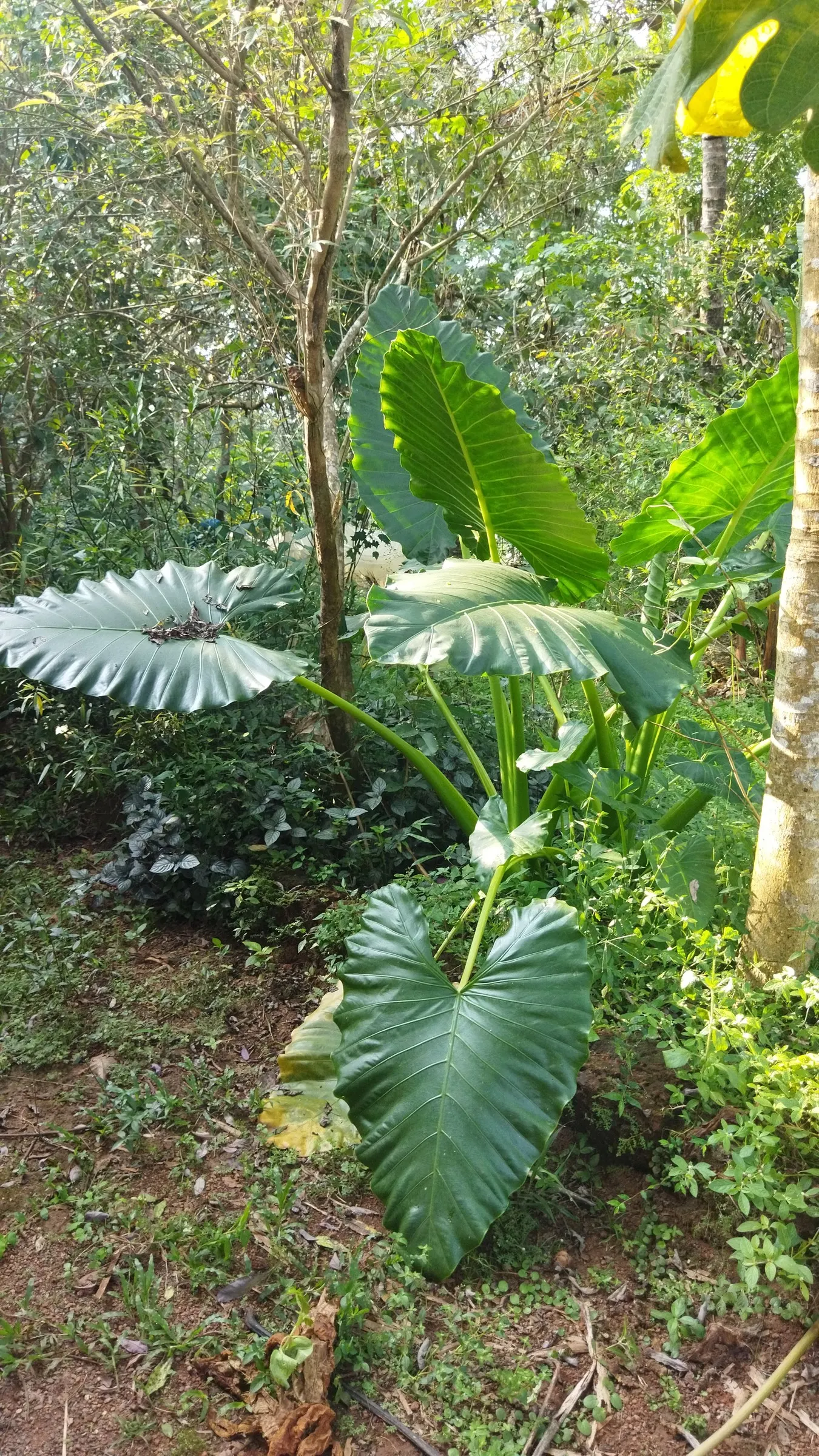 Giant Taro (Alocasia Macrorrhizos) — green and multi-colored and white flowers in the garden