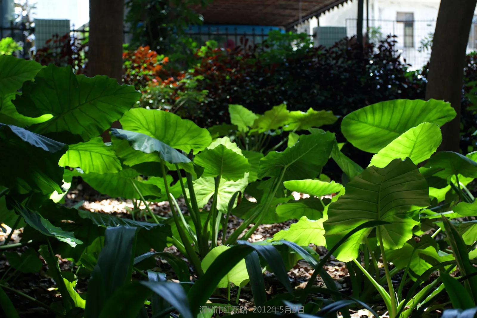 Giant Taro (Alocasia Macrorrhizos) — Ample space is necessary to accommodate its sizable spread and to display its dramatic foliage effectively; its robust