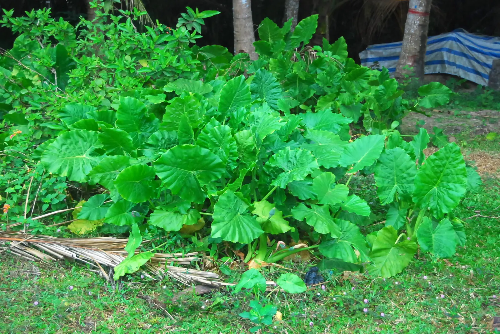 Giant Taro (Alocasia Macrorrhizos) — It requires a warm, humid climate and consistently moist, well-draining soil, rich in organic matter; handle, image 63