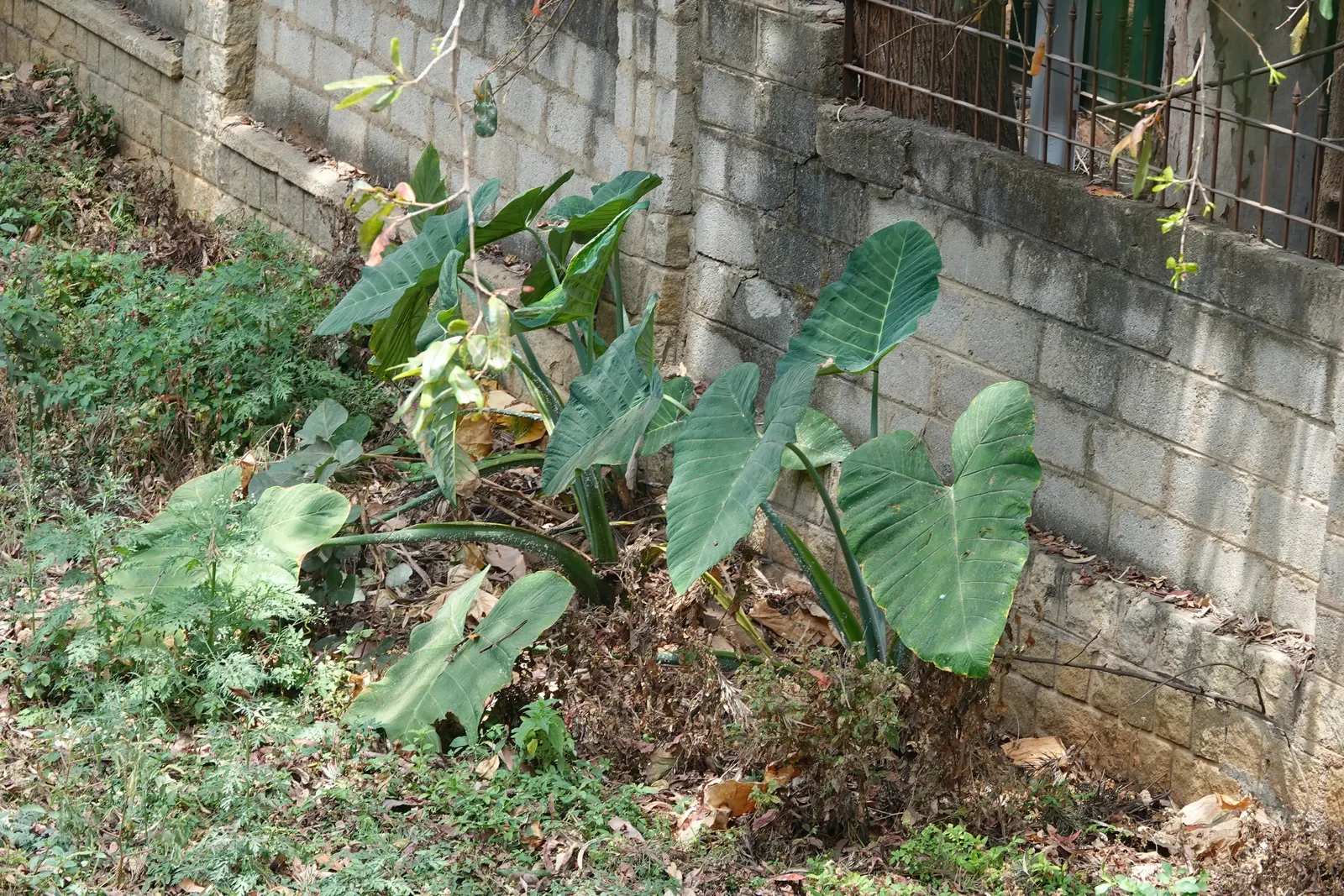 Giant Taro (Alocasia Macrorrhizos) — with overall plant heights typically reaching an imposing 6 to 8 feet; note that all parts of the plant are toxic when