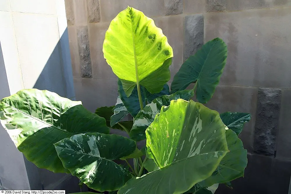 Giant Taro (Alocasia Macrorrhizos) — creating an eye-catching display of verdant elegance
