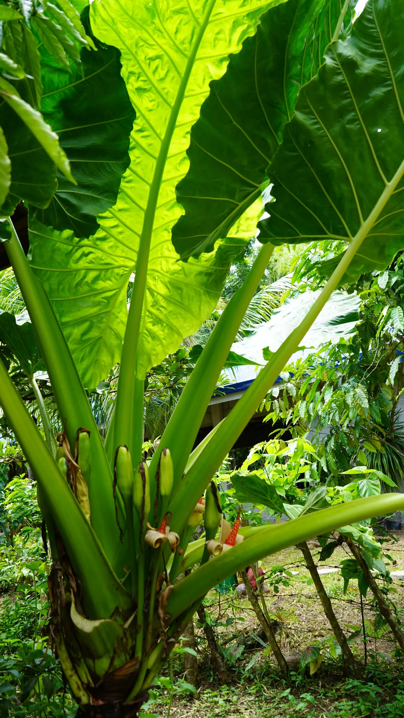Giant Taro (Alocasia Macrorrhizos) — perennial with green and multi-colored and white blooms
