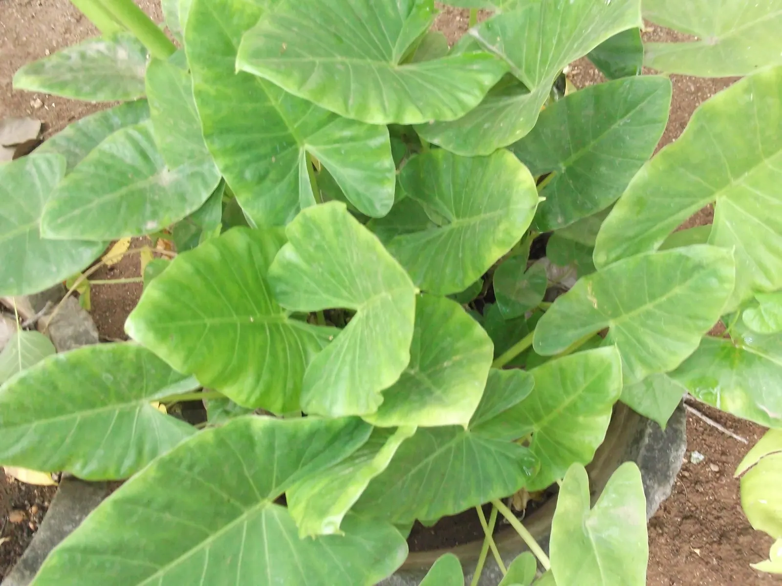 Giant Taro (Alocasia Macrorrhizos) — note that all parts of the plant are toxic when ingested and can cause irritation on skin contact; with, image 91