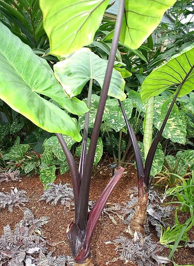 Giant Taro (Alocasia Macrorrhizos) — note that all parts of the plant are toxic when ingested and can cause irritation on skin contact; with overall plant