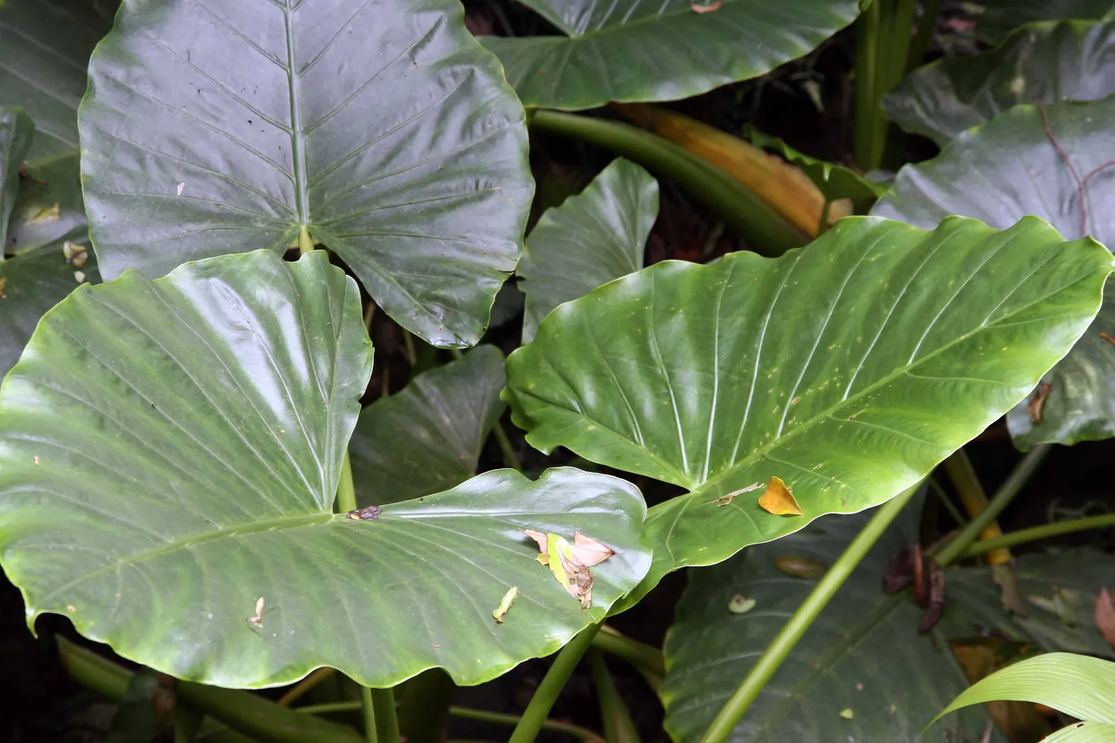 Giant Taro (Alocasia Macrorrhizos) — giving this plant a statuesque presence.<br><br>Native to rainforests in Southeast Asia and Australia