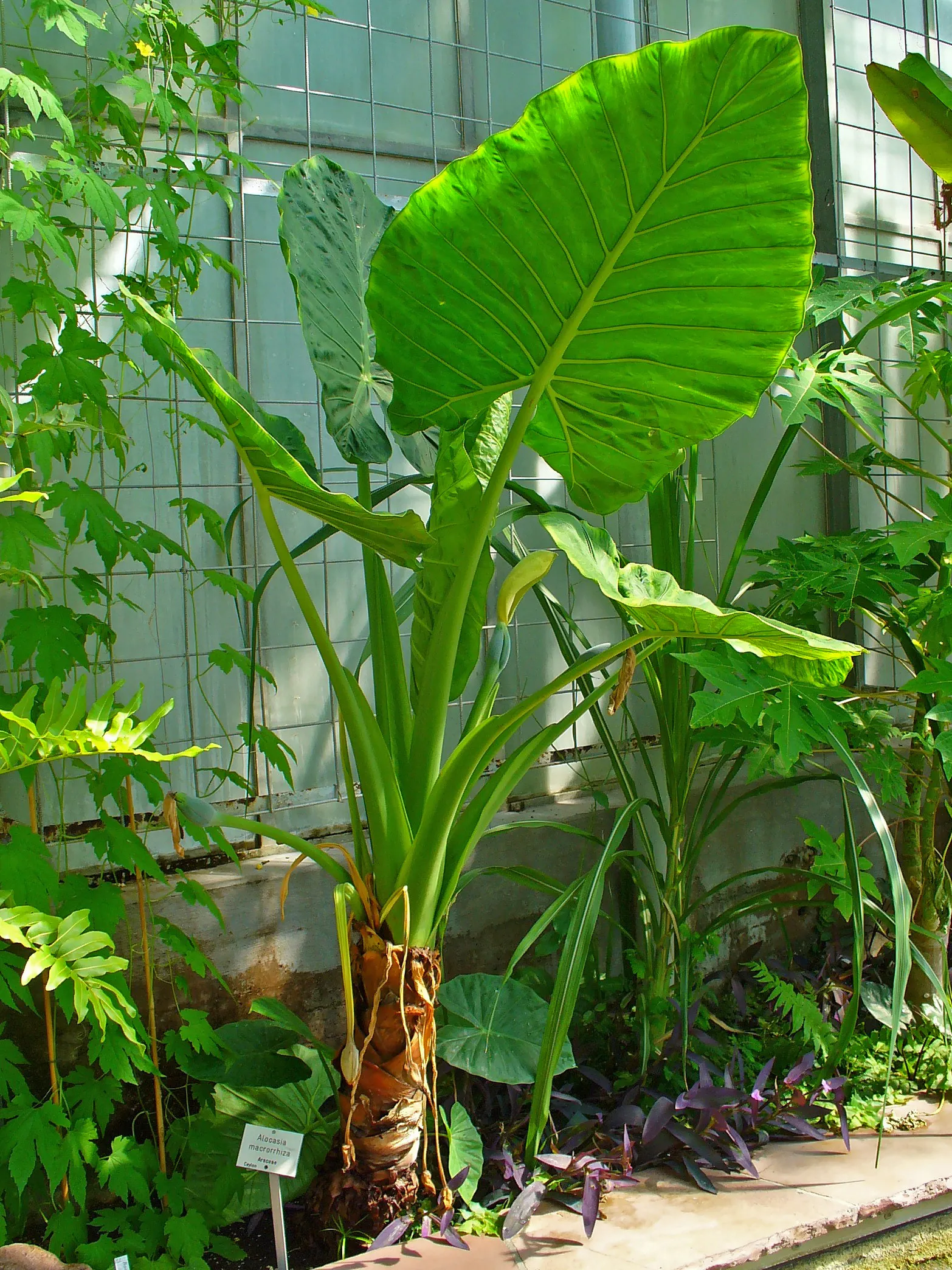 Giant Taro (Alocasia Macrorrhizos) — is a commanding tropical perennial that can serve as an impressive focal point in any garden setting; thrives, image 80