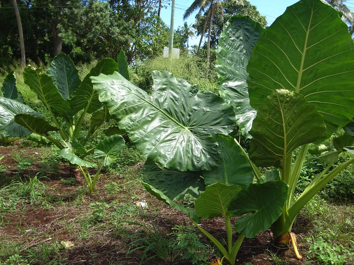 Giant Taro (Alocasia Macrorrhizos) — commonly known as the Giant Taro or Upright Elephant Ear; green and multi-colored and white flowers in the, image 55