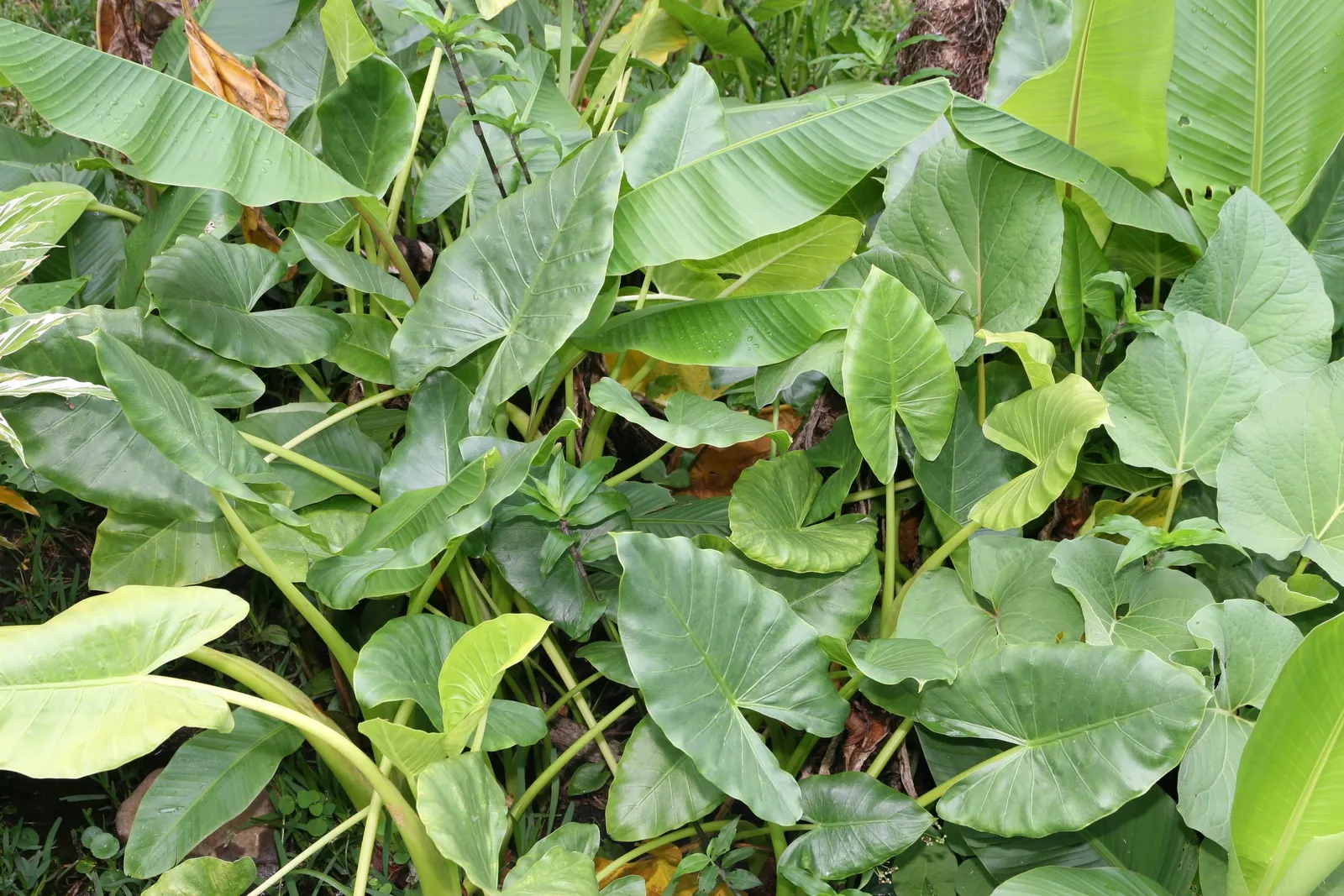 Giant Taro (Alocasia Macrorrhizos) — Ample space is necessary to accommodate its sizable spread and to display its dramatic foliage effectively