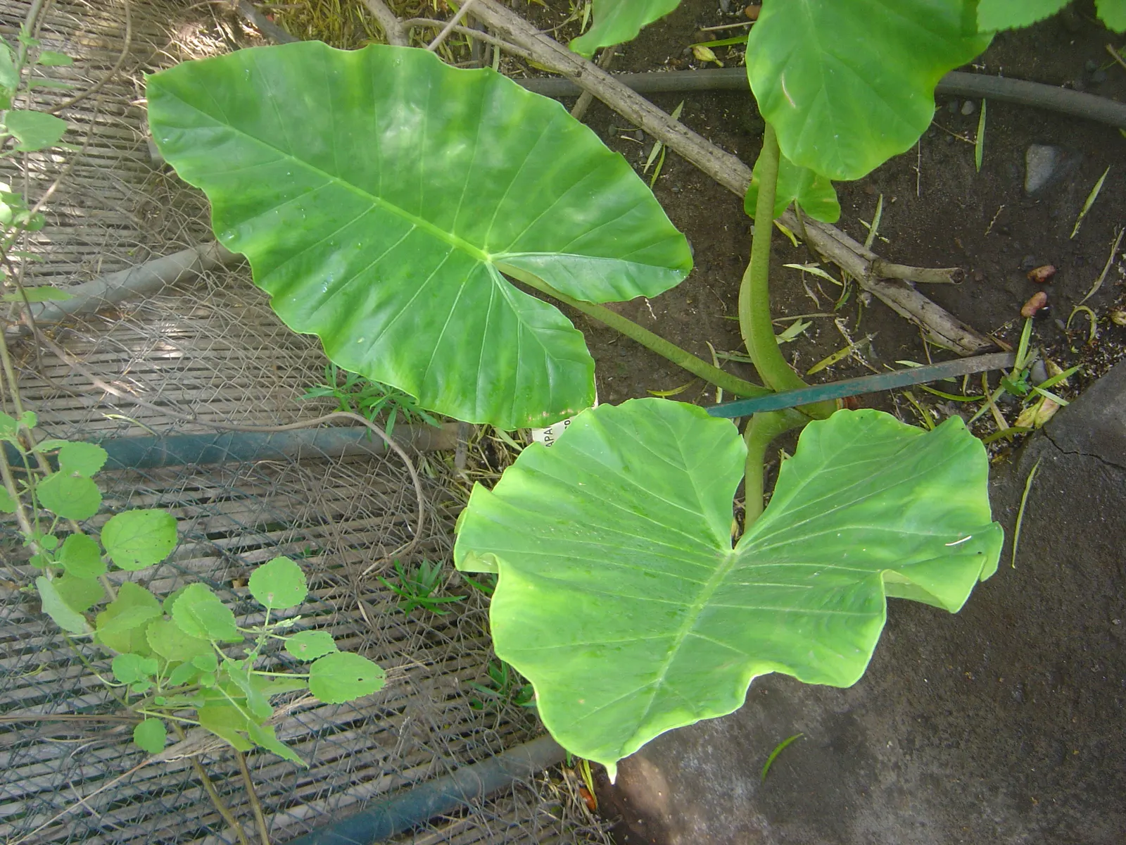 Giant Taro (Alocasia Macrorrhizos) — The Giant Taro (Alocasia macrorrhizos) is a striking