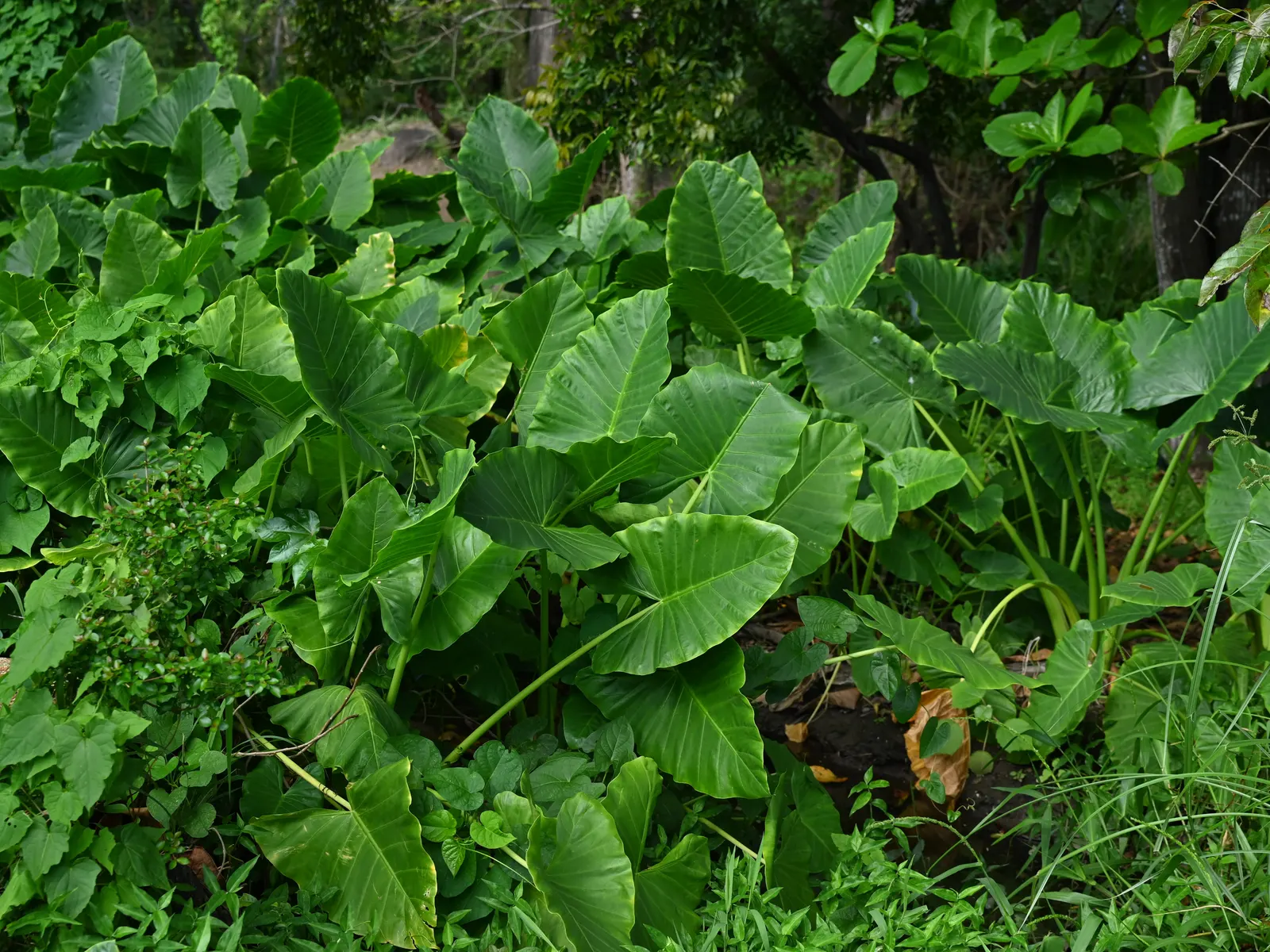Giant Taro (Alocasia Macrorrhizos) — heart-shaped leaves that can span a remarkable breadth of up to 2 to 3 feet; stems that can grow up to 2 inches in