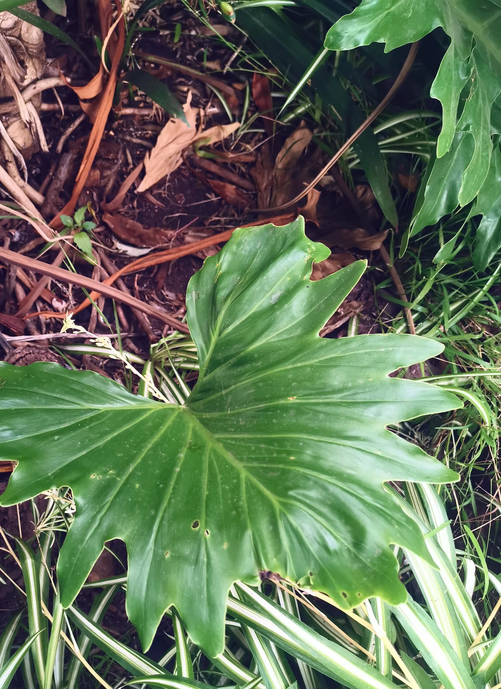 Giant Taro (Alocasia Macrorrhizos) — creating an eye-catching display of verdant elegance; perennial for shade, image 69