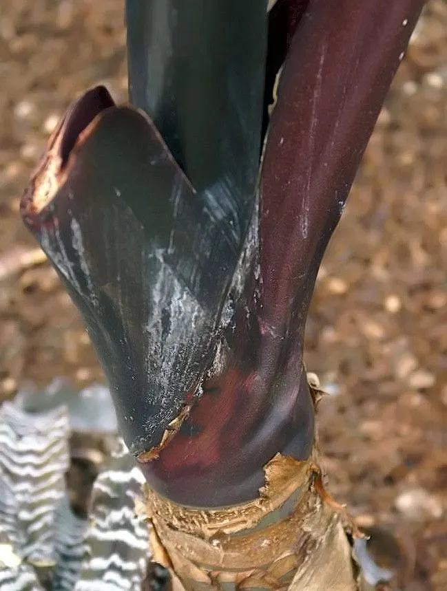 Giant Taro (Alocasia Macrorrhizos) — the Giant Taro thrives in USDA hardiness zones 9-11; perennial with green and multi-colored and white blooms, image 62