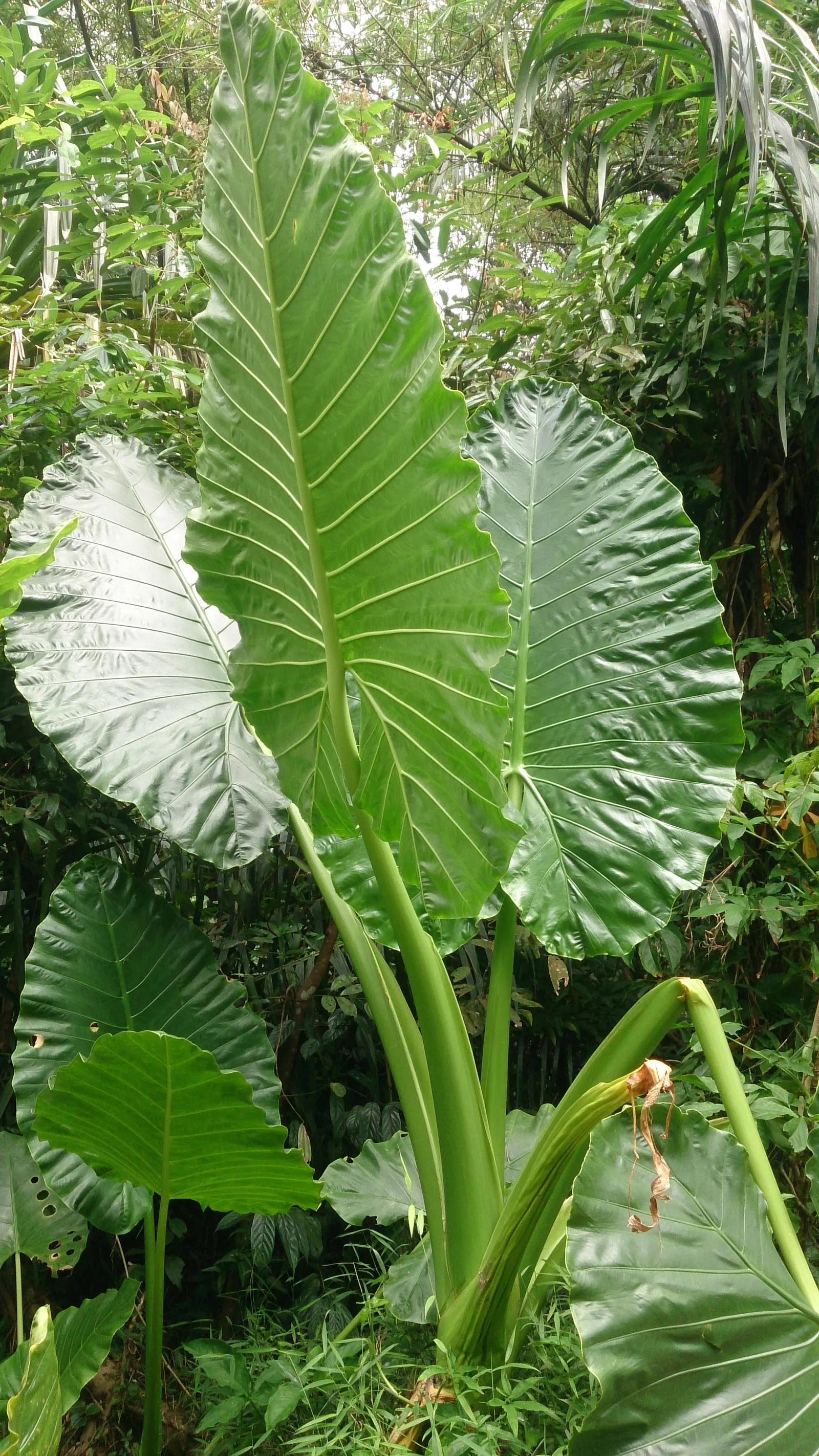 Giant Taro (Alocasia Macrorrhizos) — note that all parts of the plant are toxic when ingested and can cause irritation on skin contact; with, image 67
