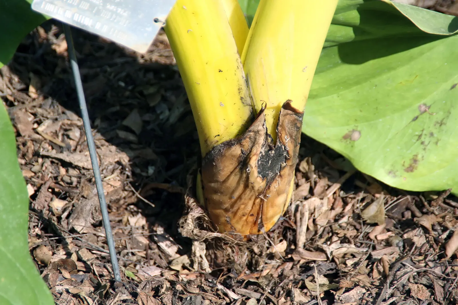 Giant Taro (Alocasia Macrorrhizos) — It requires a warm, humid climate and consistently moist, well-draining soil, rich in organic matter