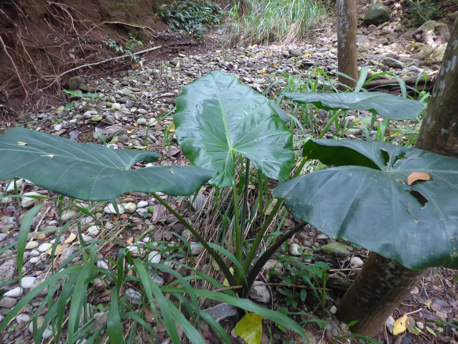 Giant Taro (Alocasia Macrorrhizos) — ideal for creating focal points in warm-climate gardens; the Giant Taro (Alocasia macrorrhizos) is a striking, image 52
