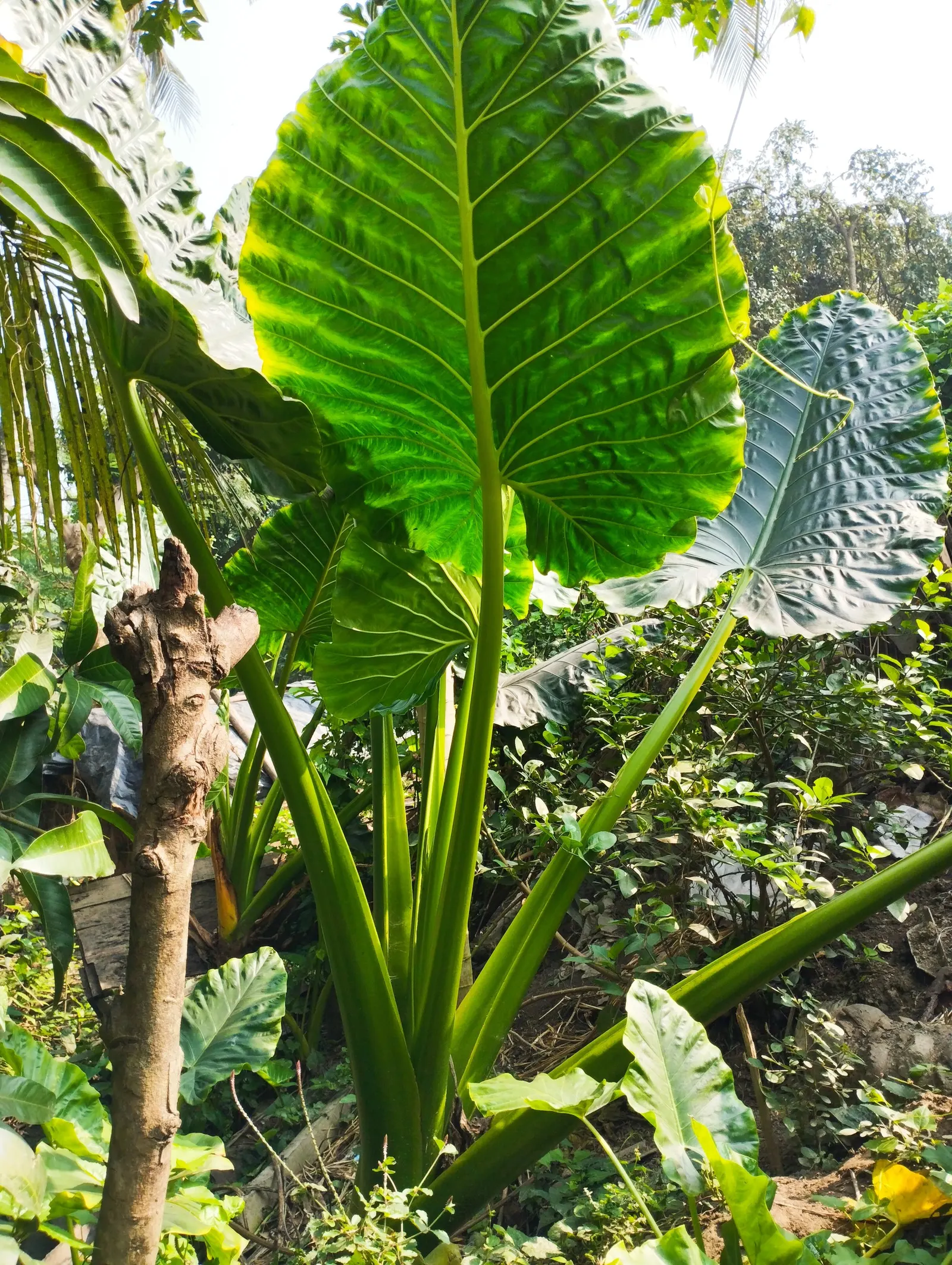 Giant Taro (Alocasia Macrorrhizos) — Ample space is necessary to accommodate its sizable spread and to display its dramatic foliage effectively, image 66