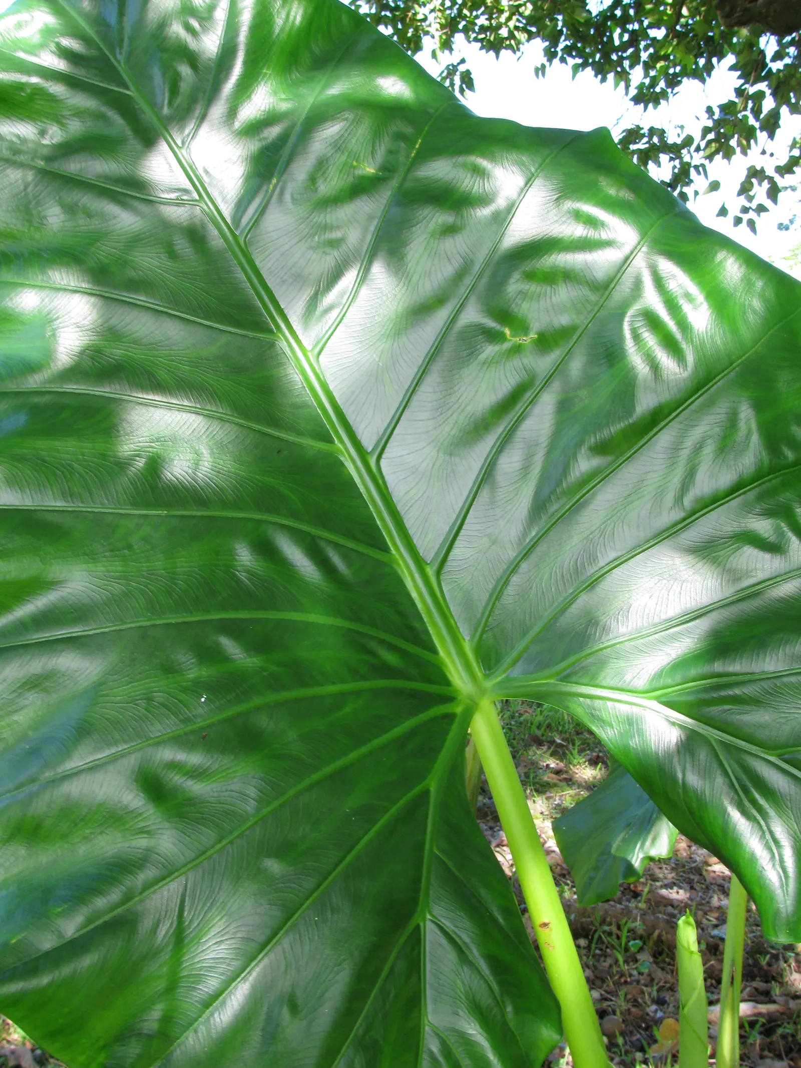 Giant Taro (Alocasia Macrorrhizos) — It requires a warm, humid climate and consistently moist, well-draining soil, rich in organic matter; handle with care, as