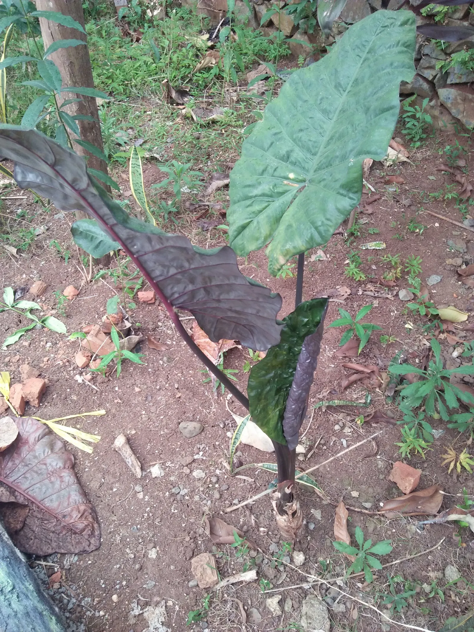 Giant Taro (Alocasia Macrorrhizos) — heart-shaped leaves that can span a remarkable breadth of up to 2 to 3 feet; stems that can grow up to 2, image 57