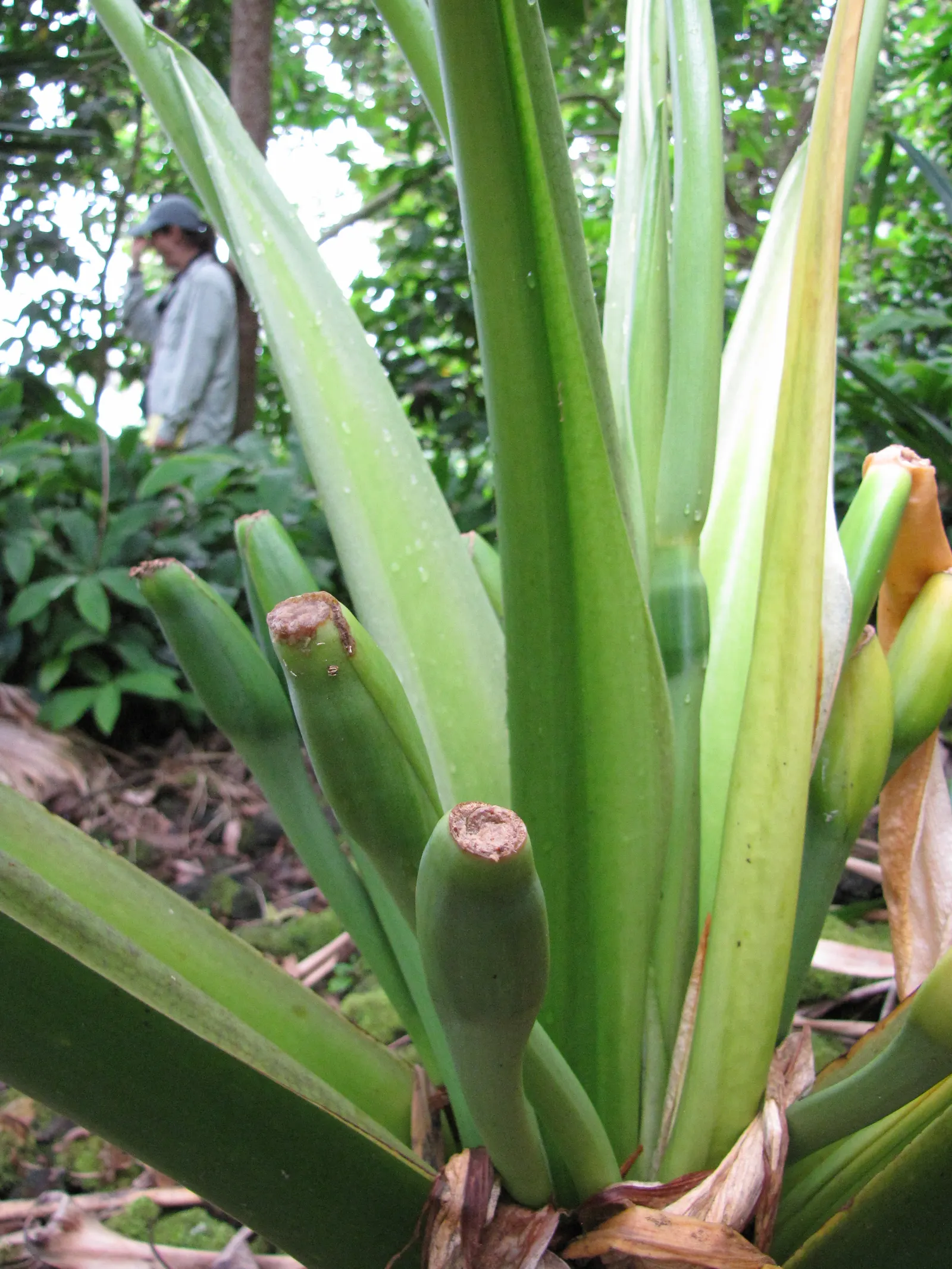 Giant Taro (Alocasia Macrorrhizos) — as intense direct sunlight can scorch the leaves; giving this plant a statuesque presence.<br><br>Native to, image 64