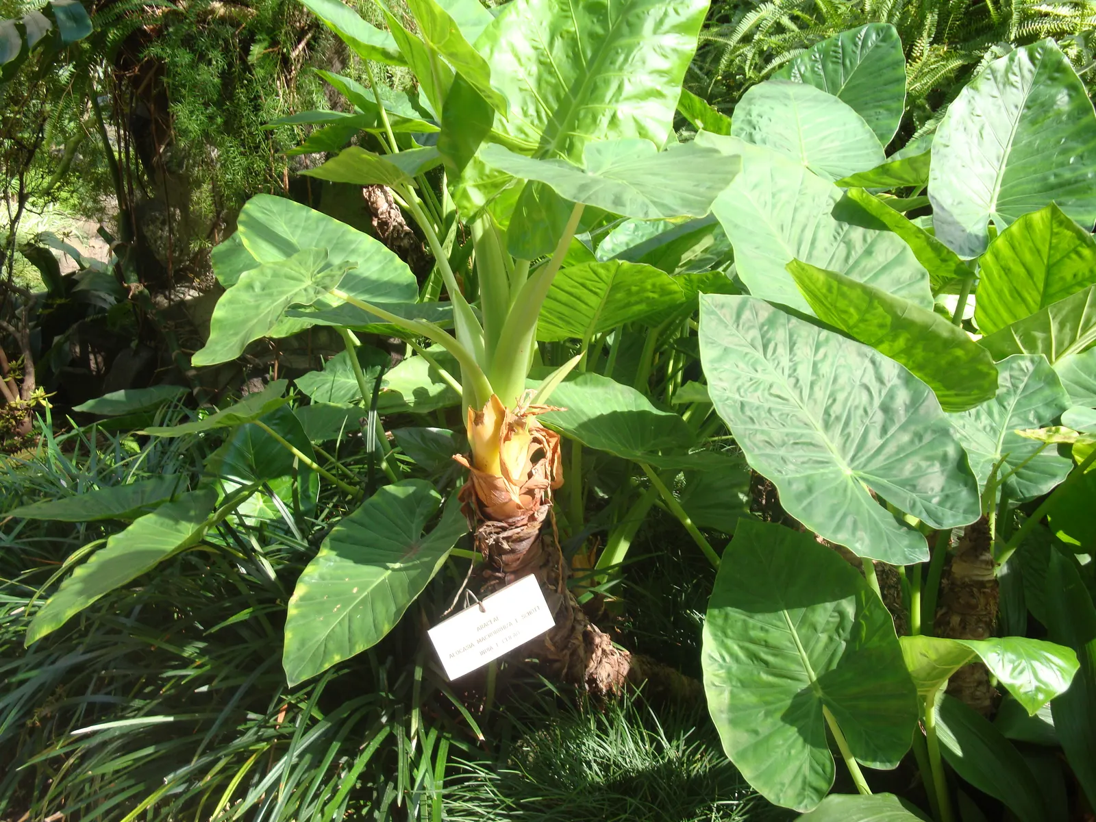 Giant Taro (Alocasia Macrorrhizos) — as intense direct sunlight can scorch the leaves; giving this plant a statuesque presence.<br><br>Native to, image 88