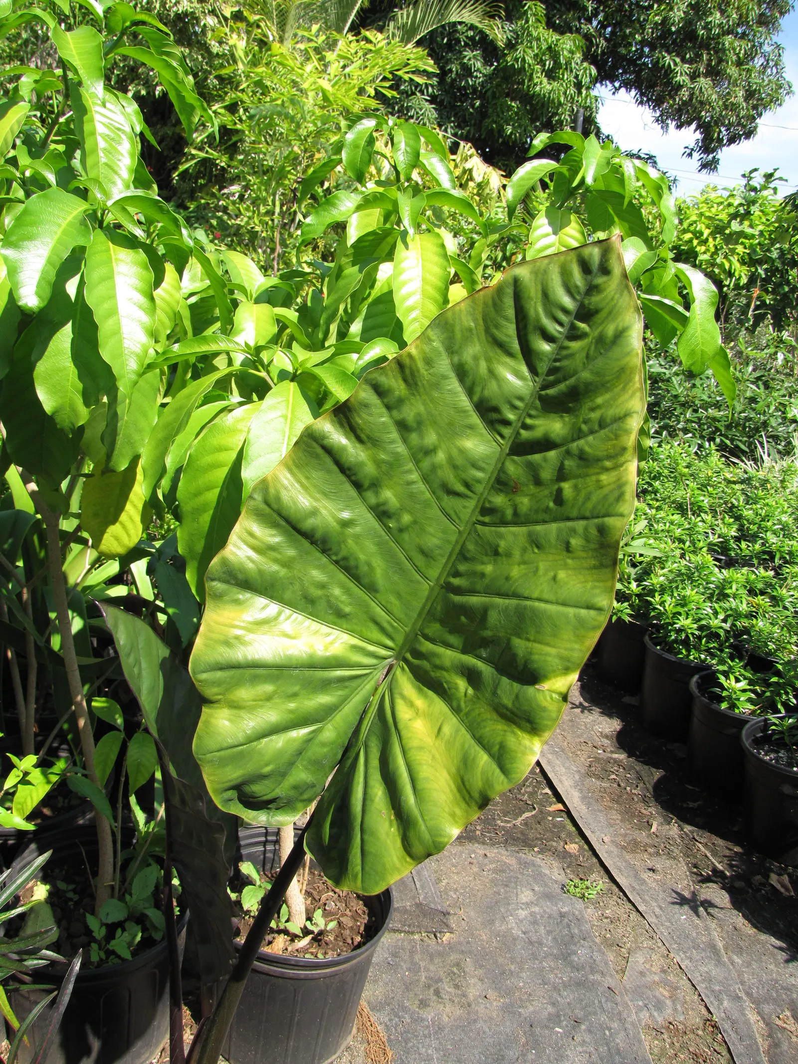 Giant Taro (Alocasia Macrorrhizos) — commonly known as the Giant Taro or Upright Elephant Ear