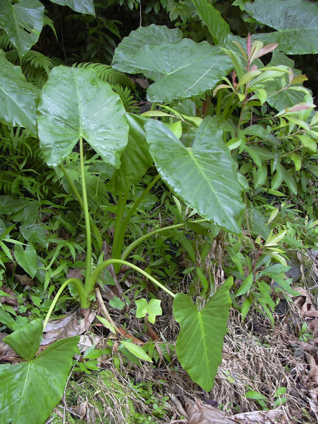 Giant Taro (Alocasia Macrorrhizos) — These can span up to 3-6 feet in length, adding a lush, dramatic touch to any setting; the deep green foliage, image 50