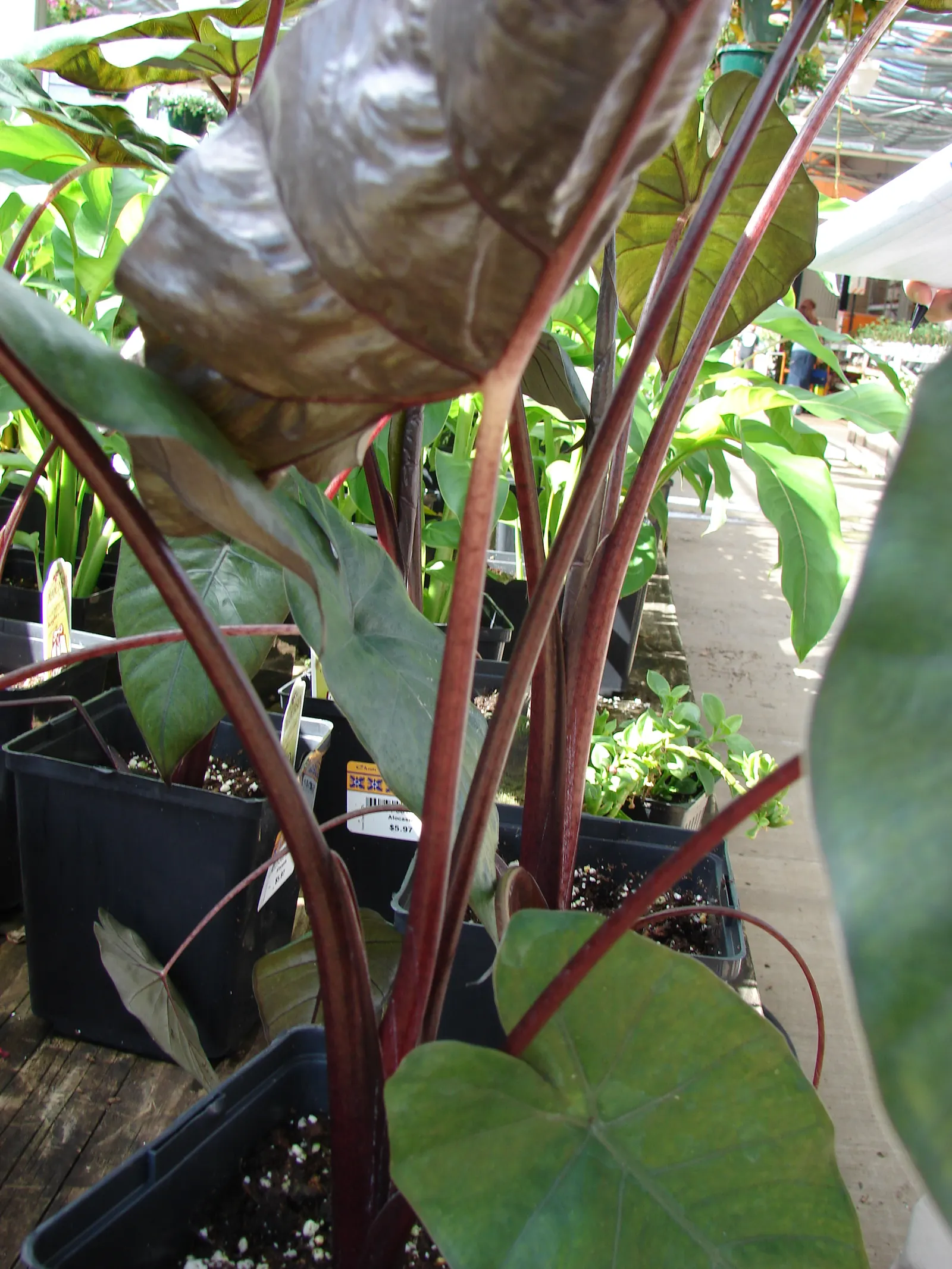Giant Taro (Alocasia Macrorrhizos) — the Giant Taro will add an exotic and lush aesthetic to any tropical or subtropical garden; consider placing, image 68