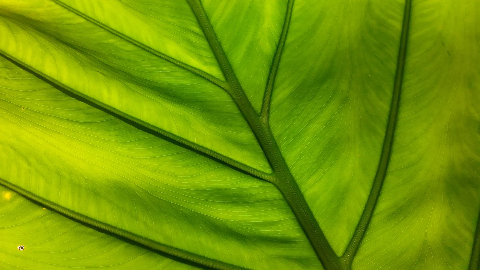 Giant Taro (Alocasia Macrorrhizos) — giving this plant a statuesque presence.<br><br>Native to rainforests in Southeast Asia and Australia; as, image 85