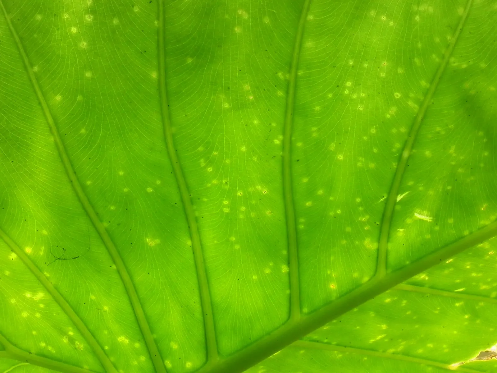 Giant Taro (Alocasia Macrorrhizos) — stems that can grow up to 2 inches in diameter and rise vertically; heart-shaped leaves that can span a, image 60