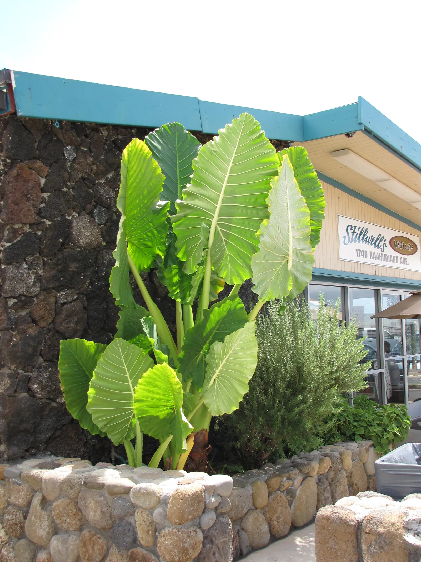 Giant Taro (Alocasia Macrorrhizos) — as intense direct sunlight can scorch the leaves; giving this plant a statuesque presence.<br><br>Native to rainforests in