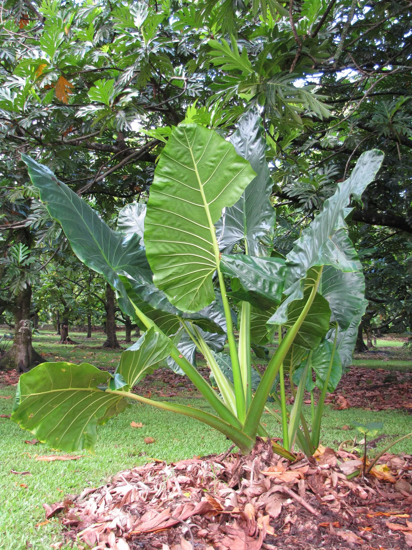 Giant Taro (Alocasia Macrorrhizos) — consider placing it in a sheltered location that mimics its natural habitat; the Giant Taro will add an exotic, image 65