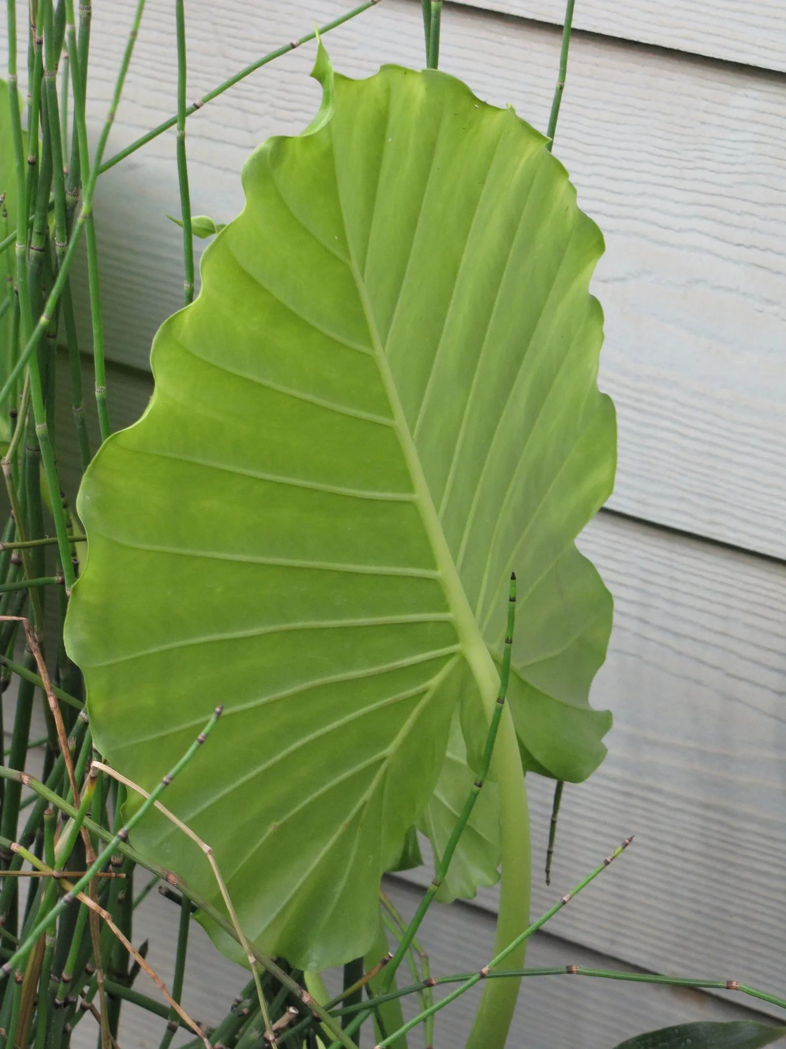 Giant Taro (Alocasia Macrorrhizos) — stems that can grow up to 2 inches in diameter and rise vertically; heart-shaped leaves that can span a remarkable breadth