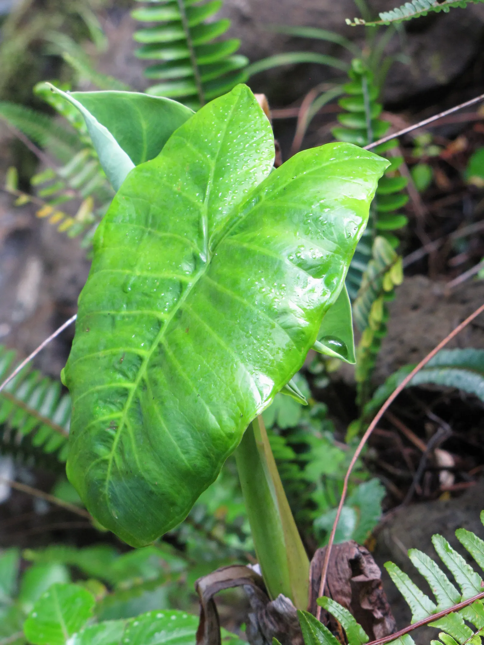Giant Taro (Alocasia Macrorrhizos) — perennial for shade; creating an eye-catching display of verdant elegance, image 72