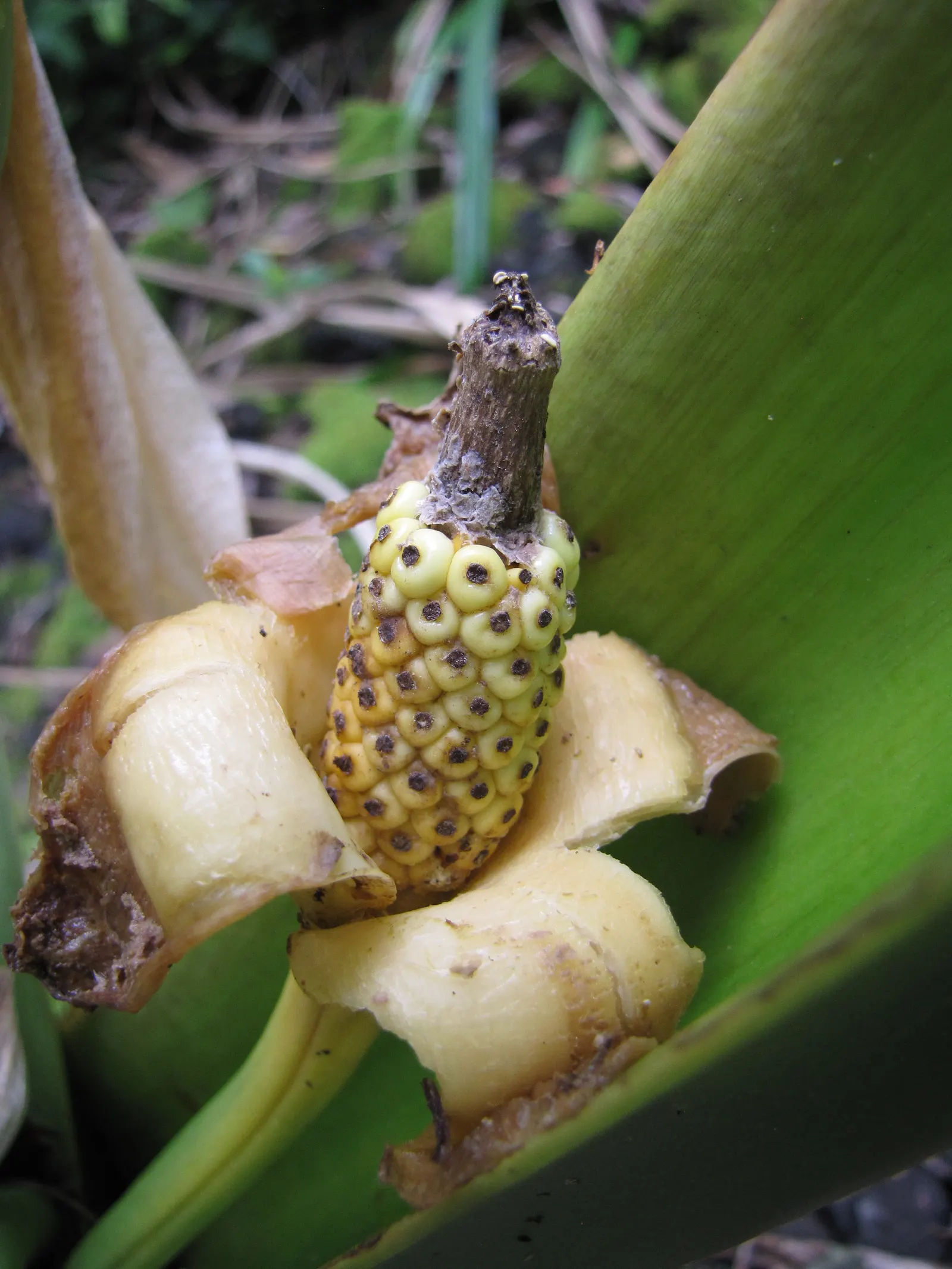 Giant Taro (Alocasia Macrorrhizos) — The Giant Taro (Alocasia macrorrhizos) is a striking; ideal for creating focal points in warm-climate gardens, image 49
