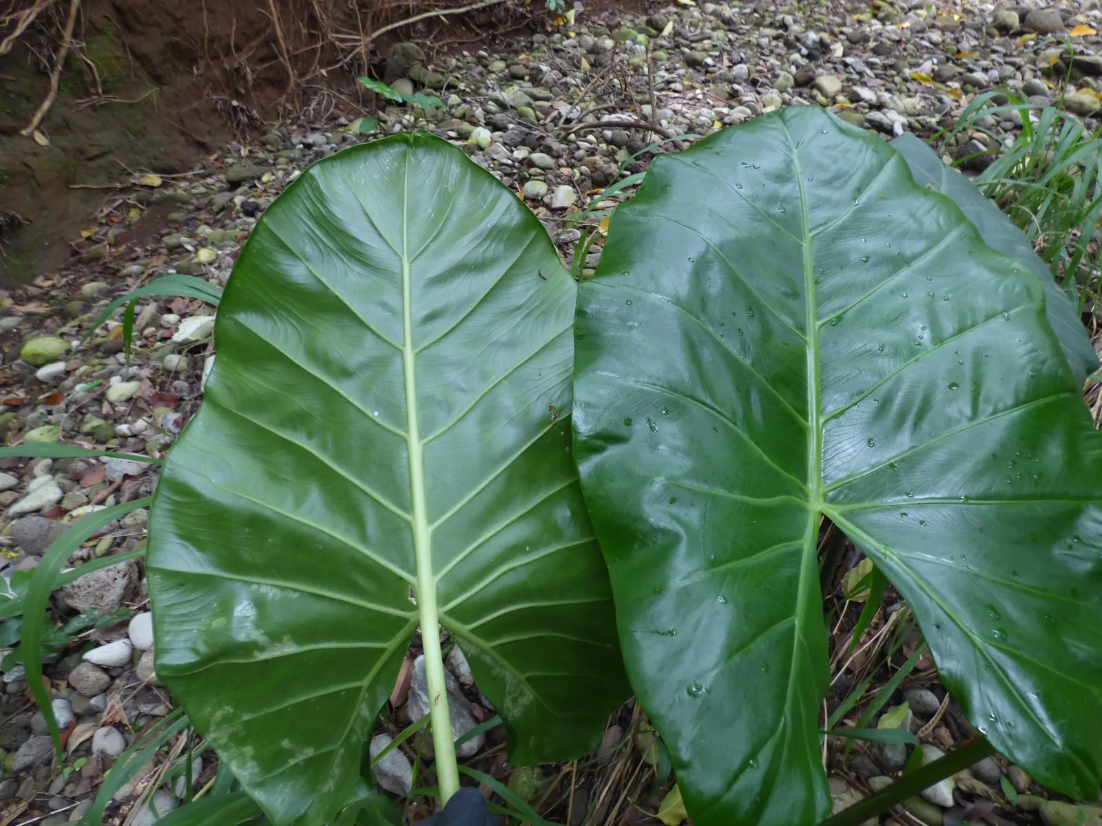 Giant Taro (Alocasia Macrorrhizos) — perennial for shade; creating an eye-catching display of verdant elegance, image 96