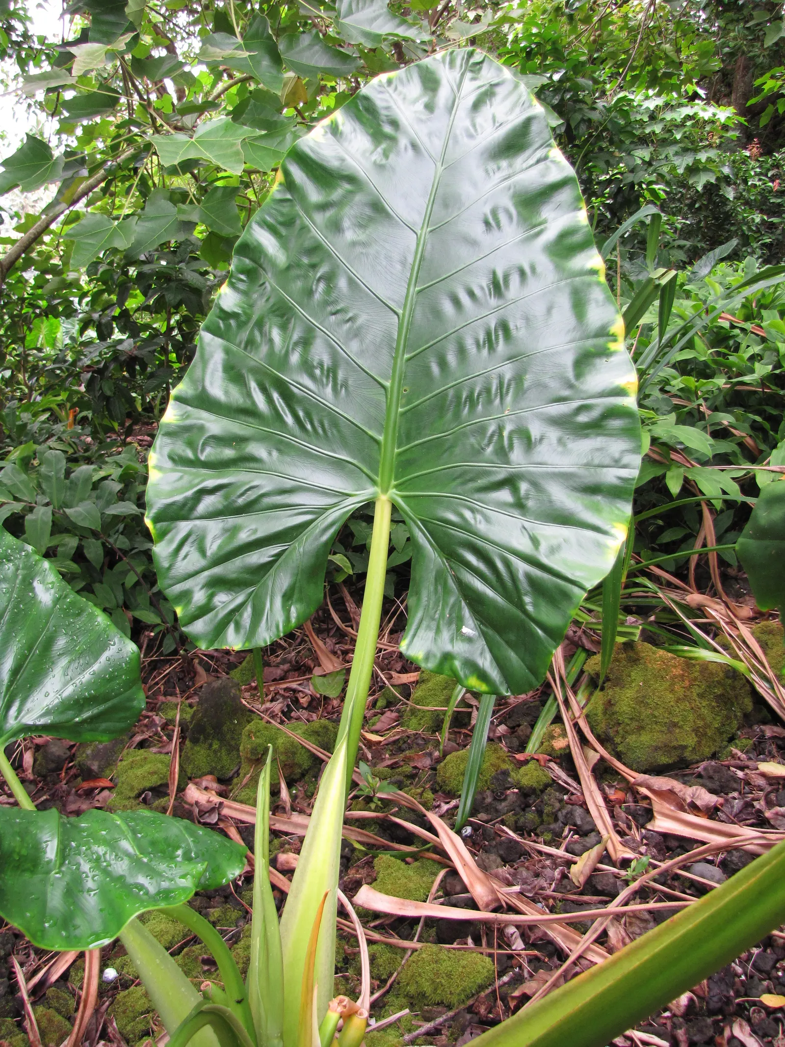 Giant Taro (Alocasia Macrorrhizos) — ideal for creating focal points in warm-climate gardens; the Giant Taro (Alocasia macrorrhizos) is a striking, image 76