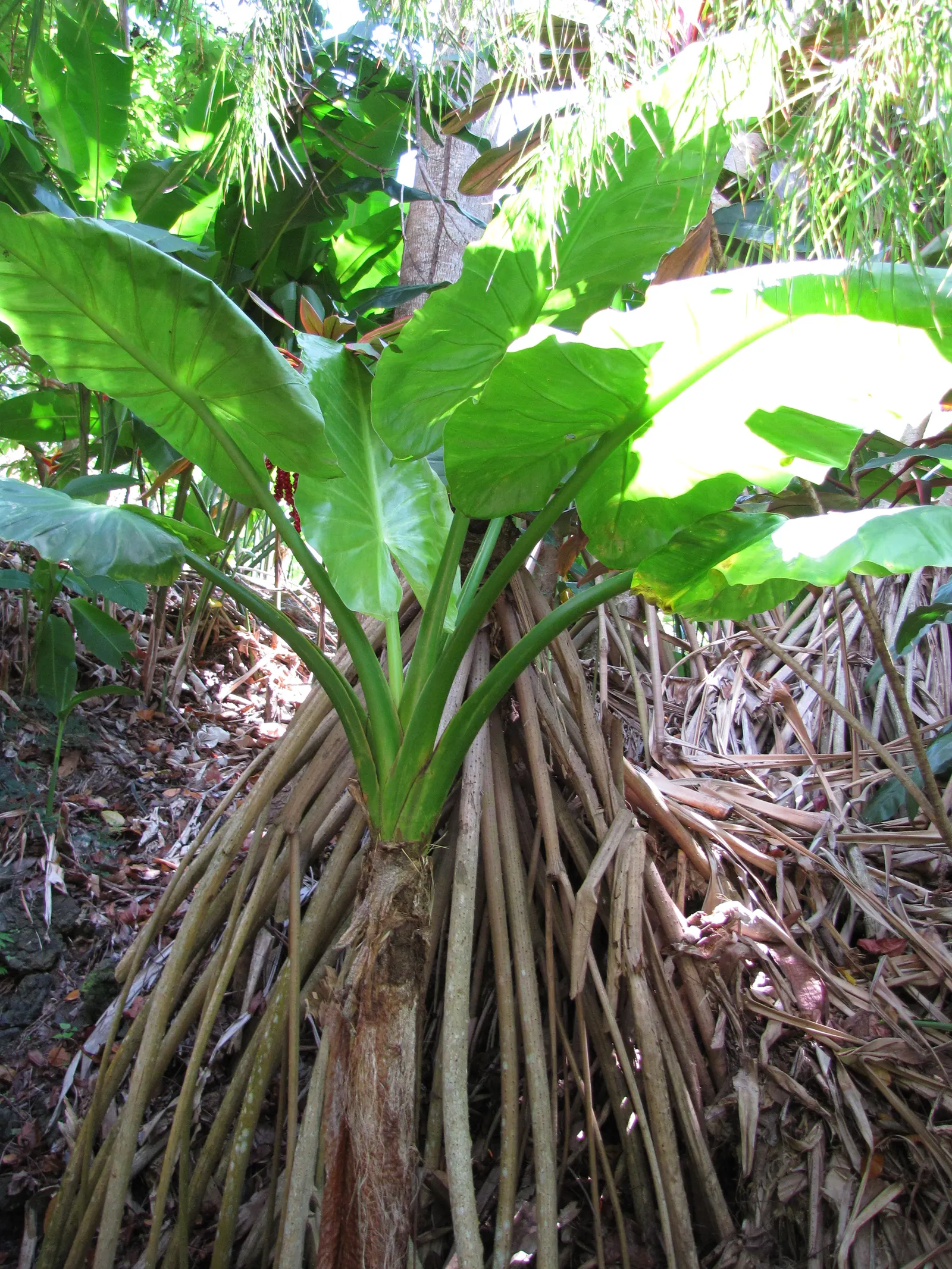 Giant Taro (Alocasia Macrorrhizos) — note that all parts of the plant are toxic when ingested and can cause irritation on skin contact