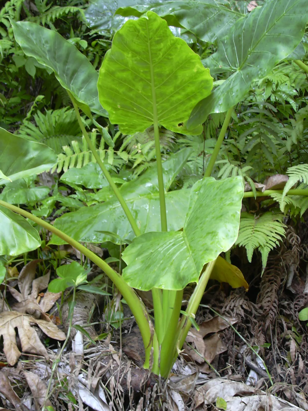 Giant Taro (Alocasia Macrorrhizos) — green and multi-colored and white flowers in the garden; commonly known as the Giant Taro or Upright Elephant, image 70
