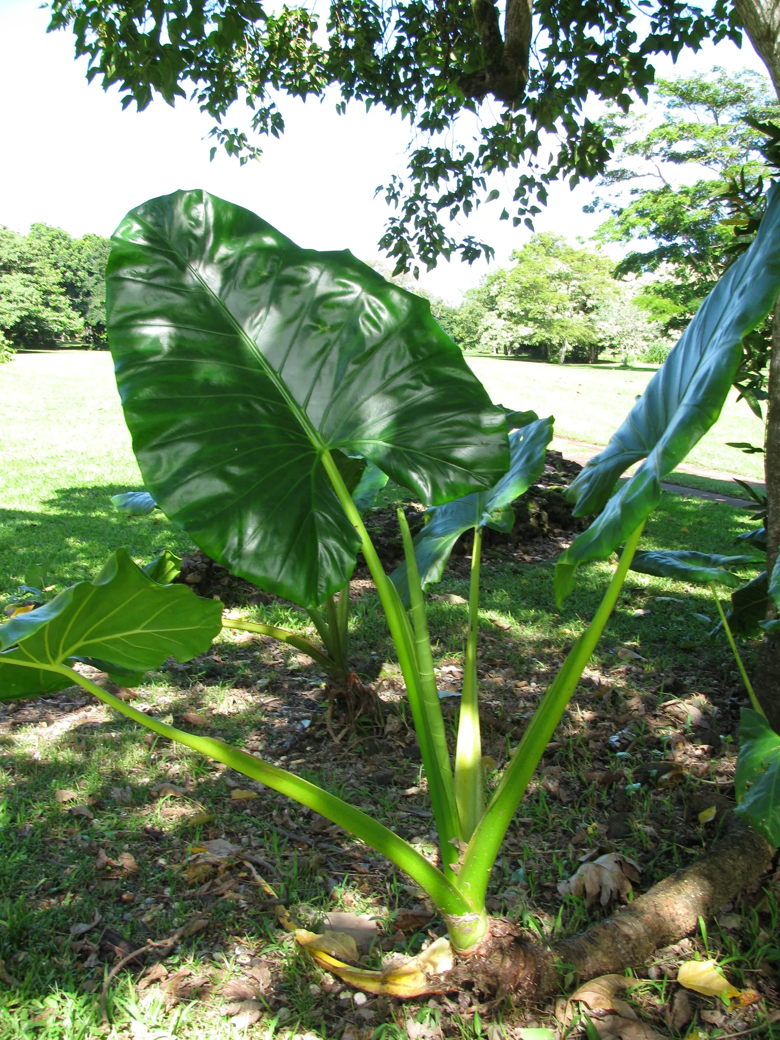 Giant Taro (Alocasia Macrorrhizos) — Thrives in moist, well-drained soil and partial shade; is a commanding tropical perennial that can serve as an, image 77