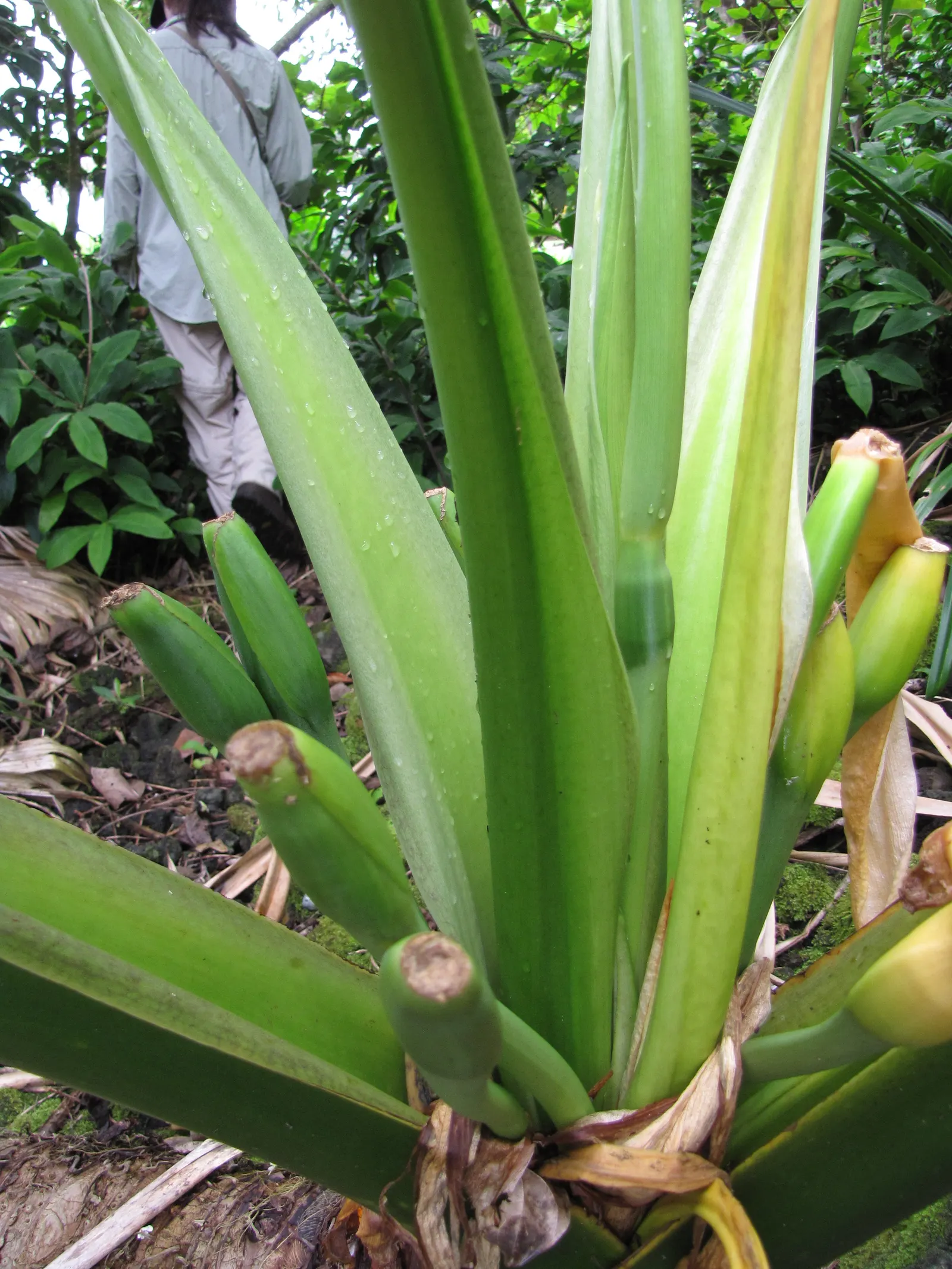 Giant Taro (Alocasia Macrorrhizos) — heart-shaped leaves that can span a remarkable breadth of up to 2 to 3 feet