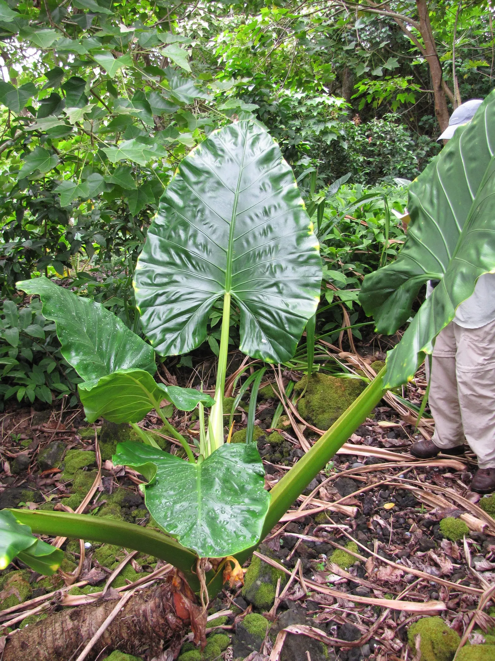Giant Taro (Alocasia Macrorrhizos) — Thrives in moist, well-drained soil and partial shade; is a commanding tropical perennial that can serve as an impressive