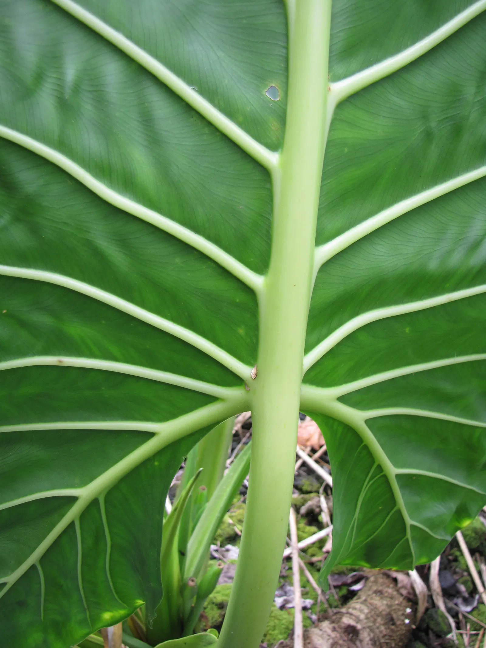 Giant Taro (Alocasia Macrorrhizos) — ideal for creating focal points in warm-climate gardens