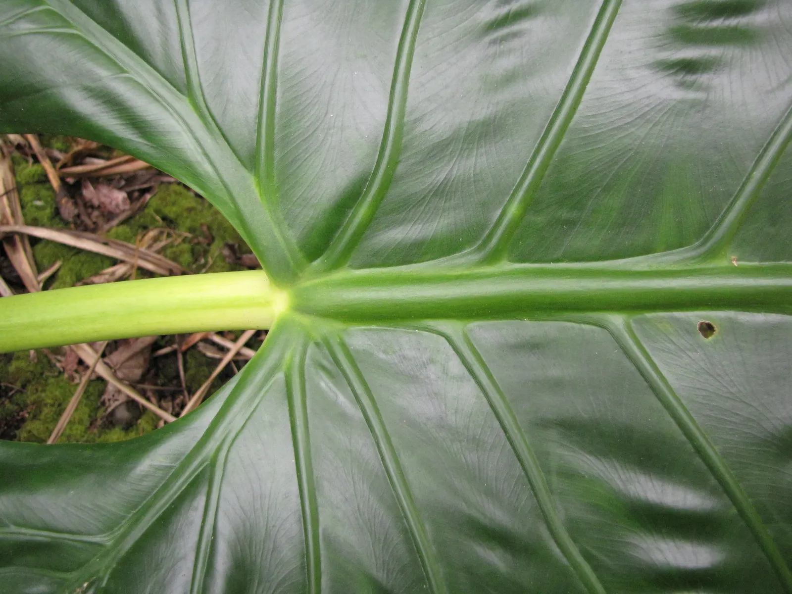 Giant Taro (Alocasia Macrorrhizos) — the Giant Taro thrives in USDA hardiness zones 9-11